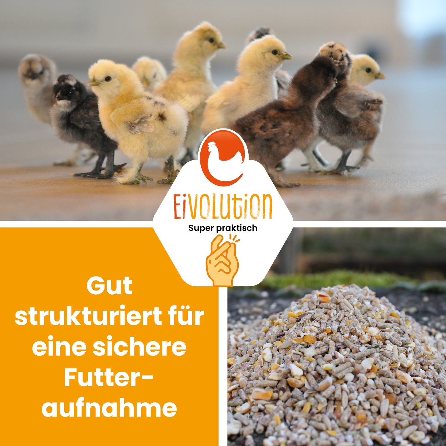 Bio KükenGlück – Stärkende Futterbasis für Küken