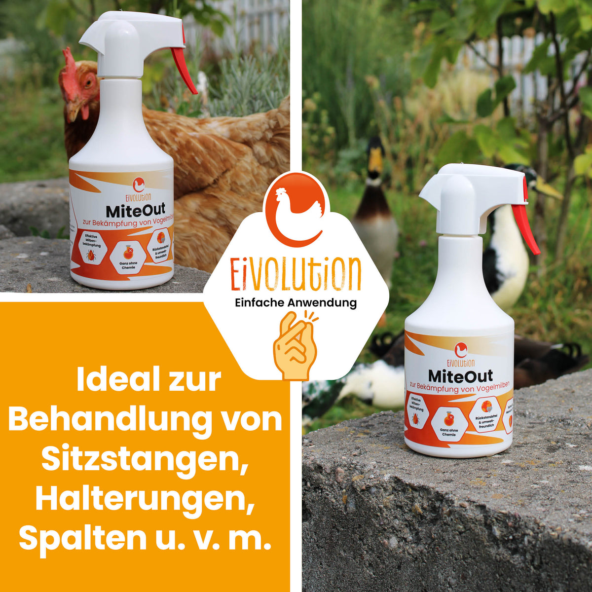 MiteOut – Sprühlösung gegen Vogelmilben im Hühnerstall