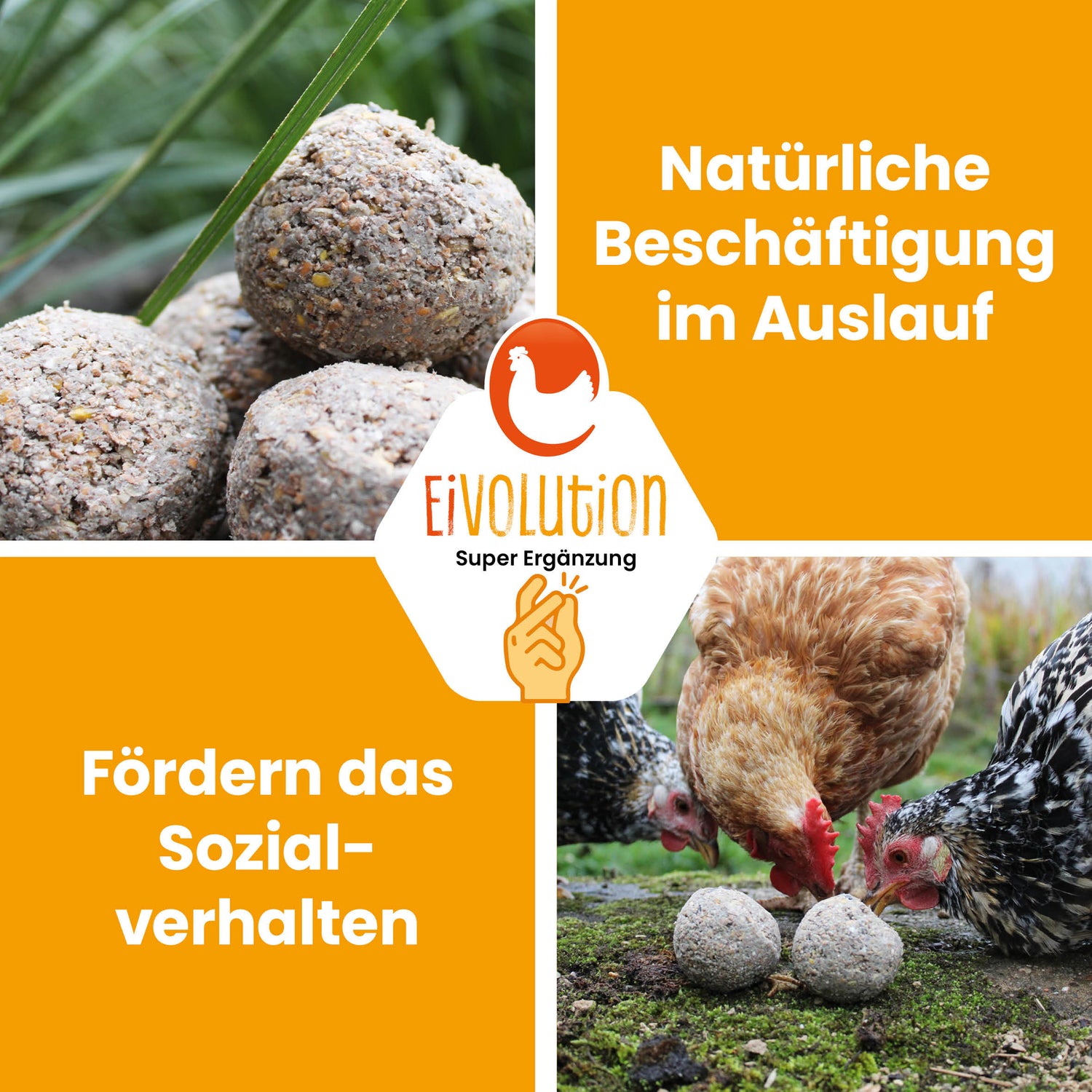 PickBalls – natürliche Beschäftigung für Ziergeflügel