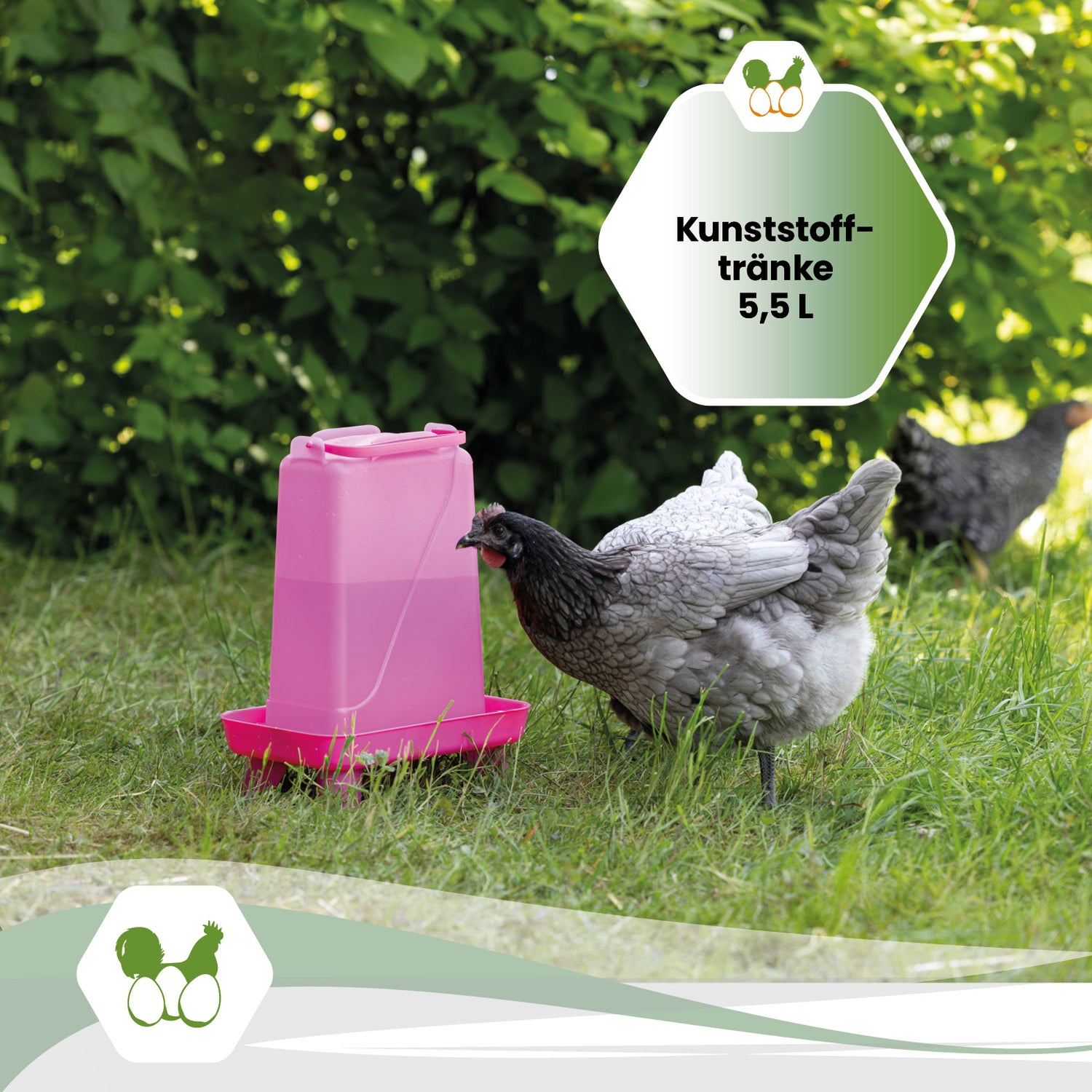 Kunststofftränke mit Standfüßen 5,5 Liter in Grün oder Pink für Hühner und Geflügel