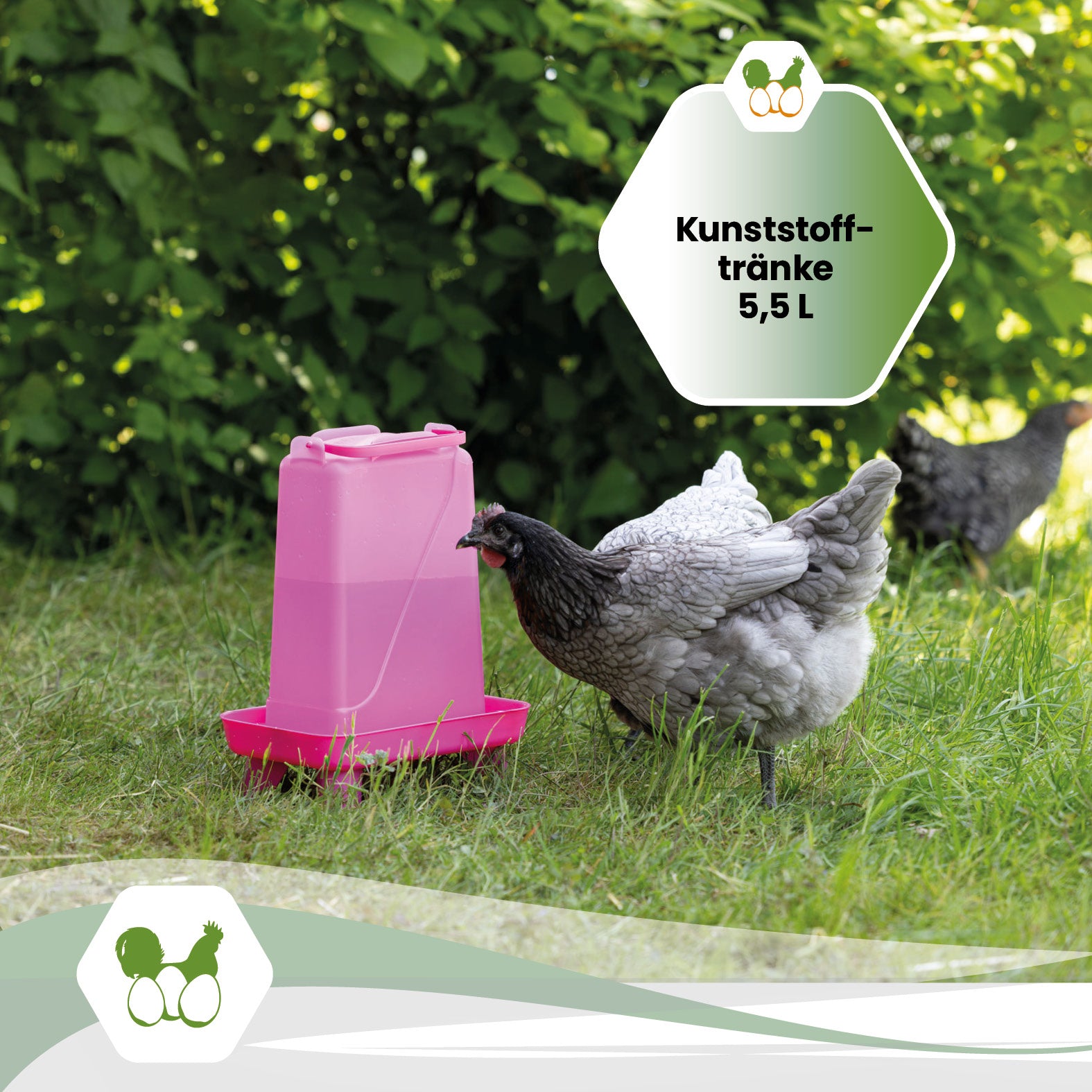 Kunststofftränke mit Standfüßen 5,5 Liter in Grün oder Pink für Hühner und Geflügel