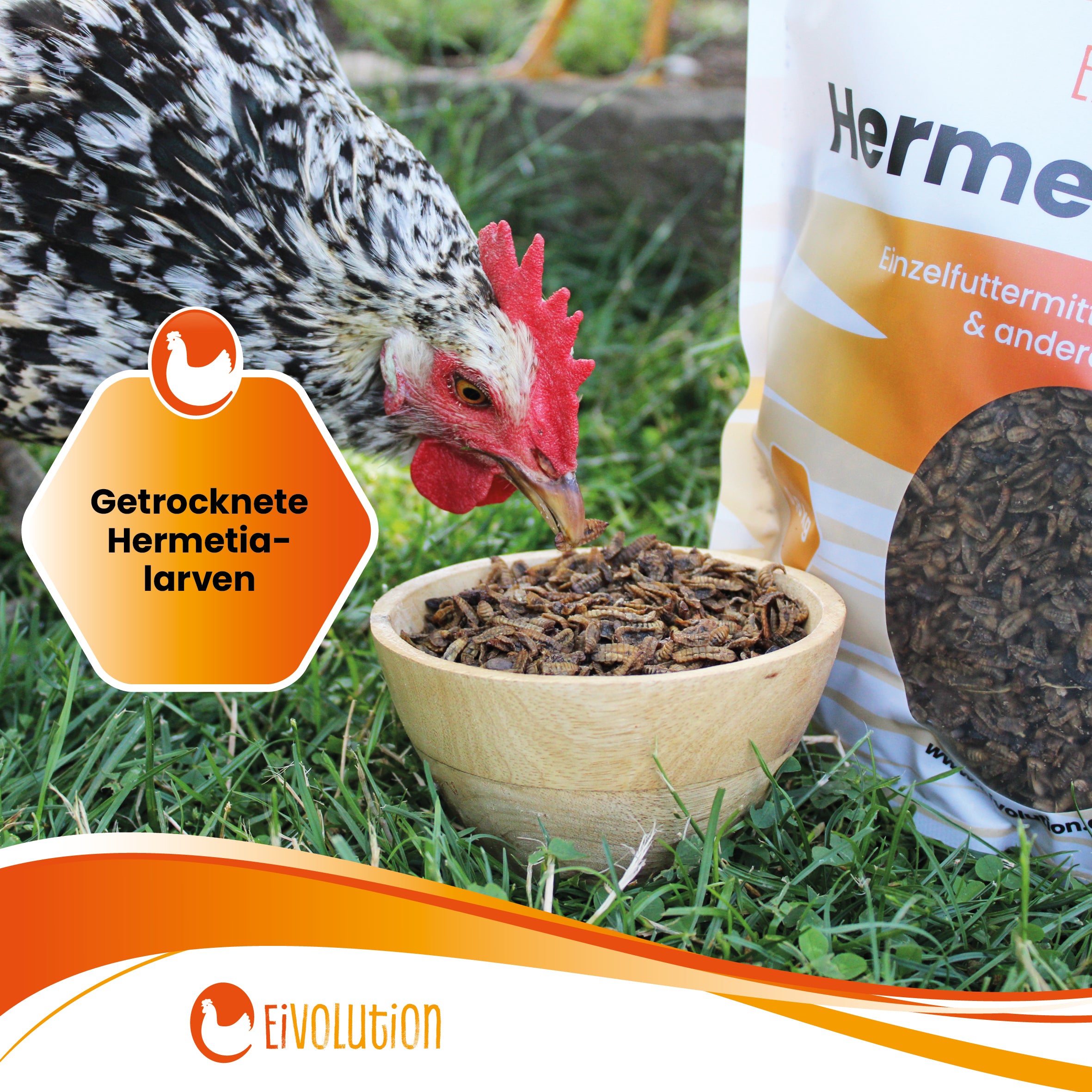"Getrocknete Hermetialarven"