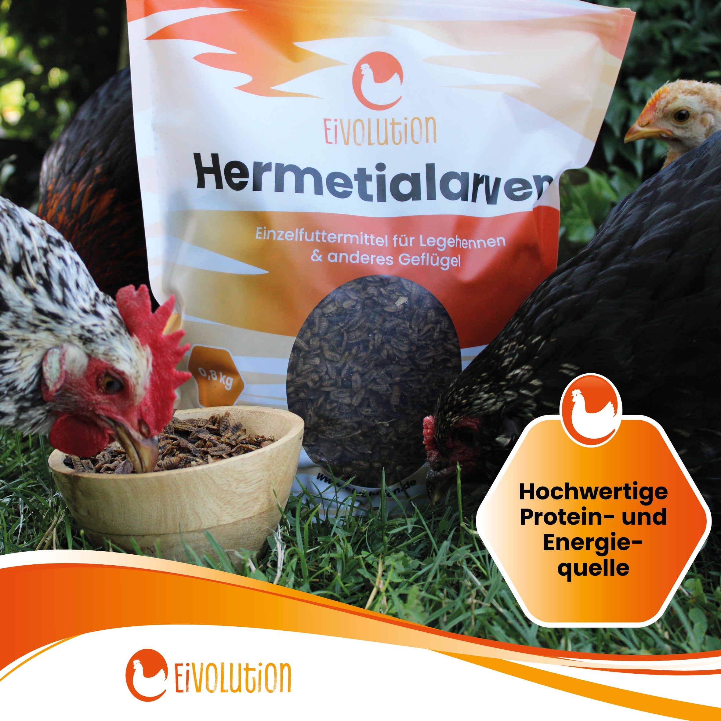 Getrocknete Hermetialarven "Hochwetige Protein- und Energiequelle"