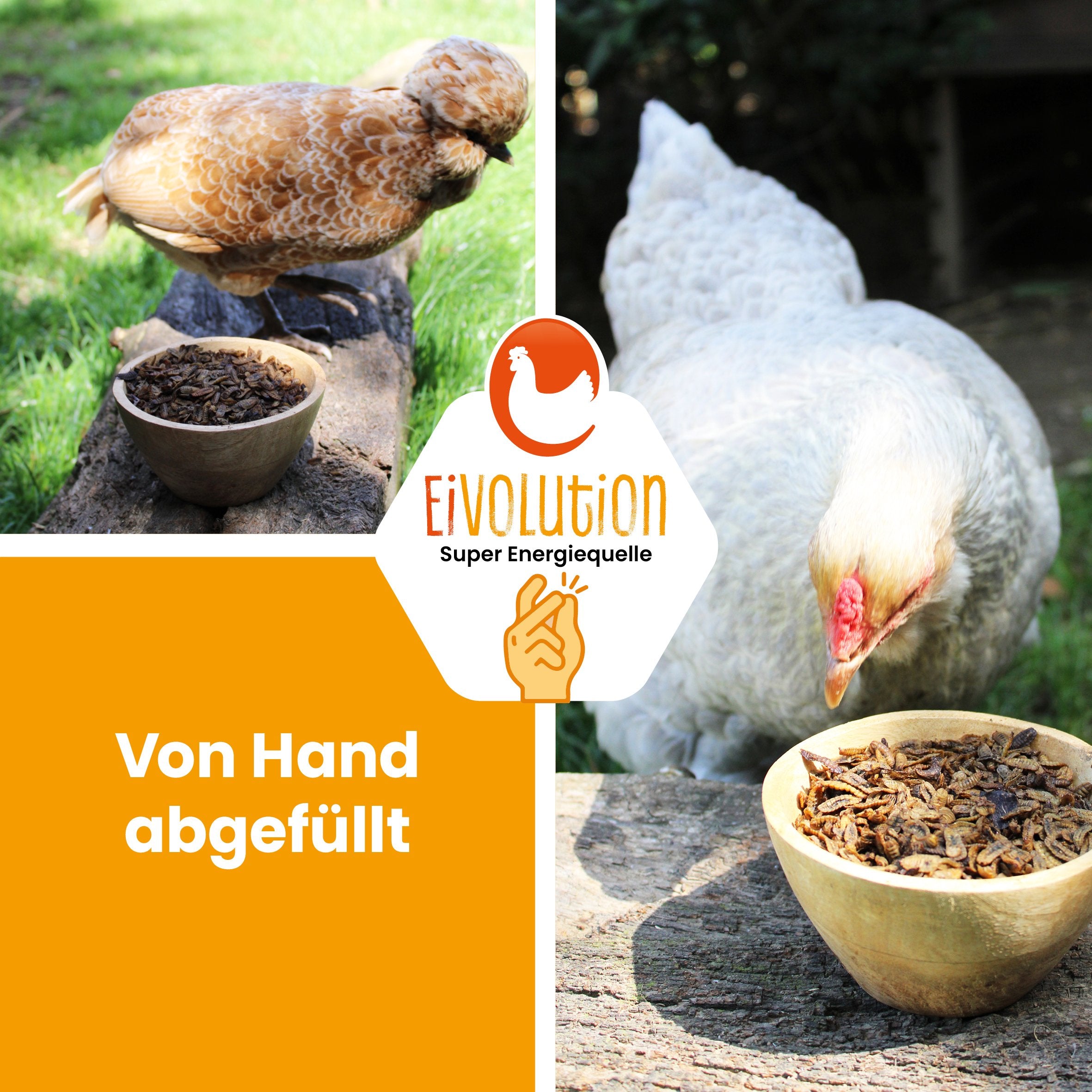 Getrocknete Hermetialarven "Von Hand abgefüllt" 