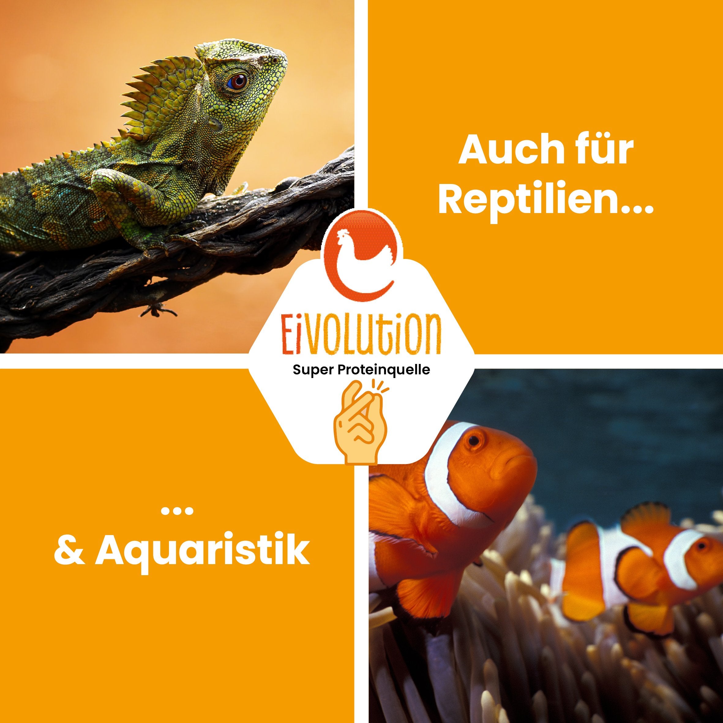 Getrocknete Hermetialarven "Auch für Reptilen &amp; Aquaristik" 