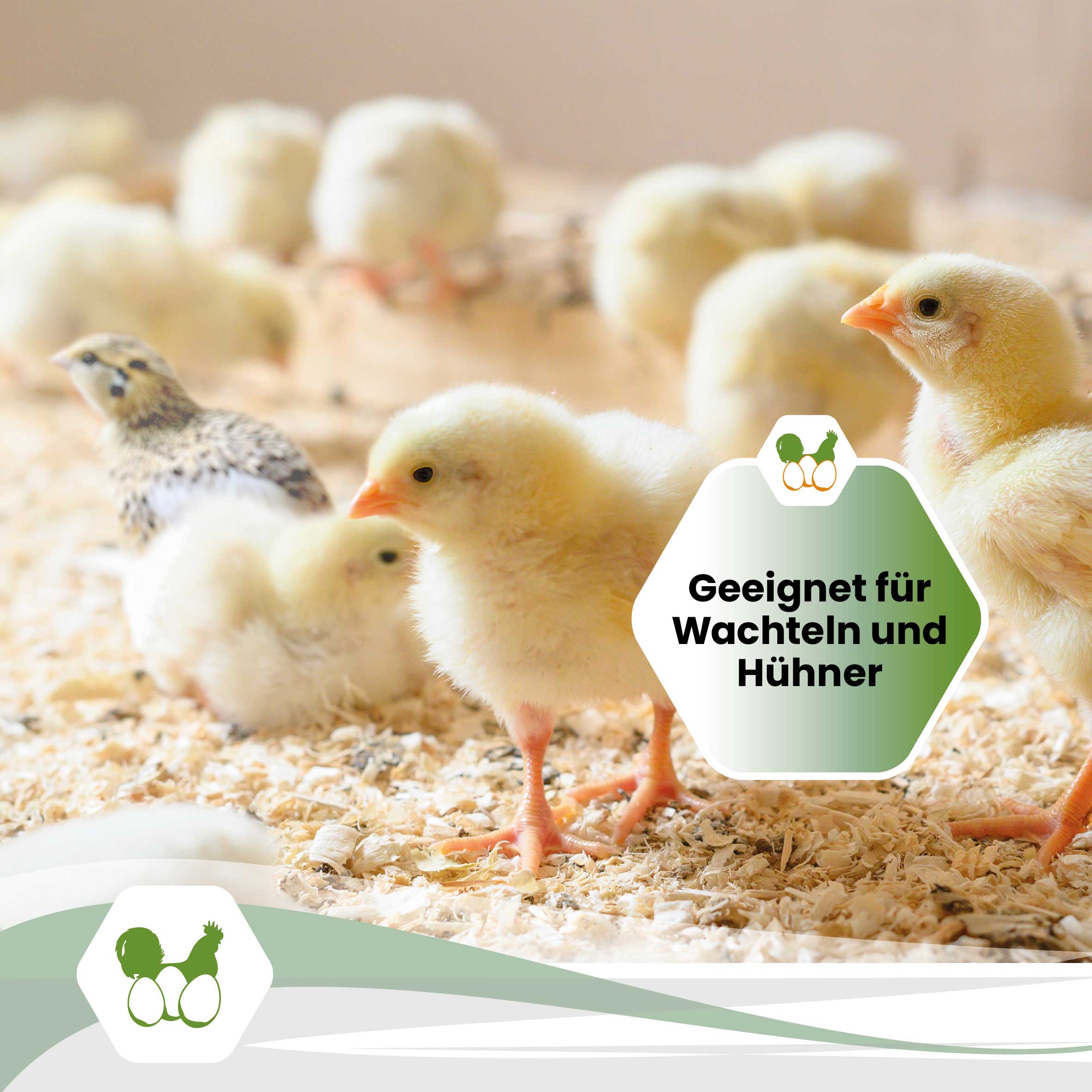 Hobelspäne Einstreu, Zitrone "Geeignet für Wachteln und Hühner"