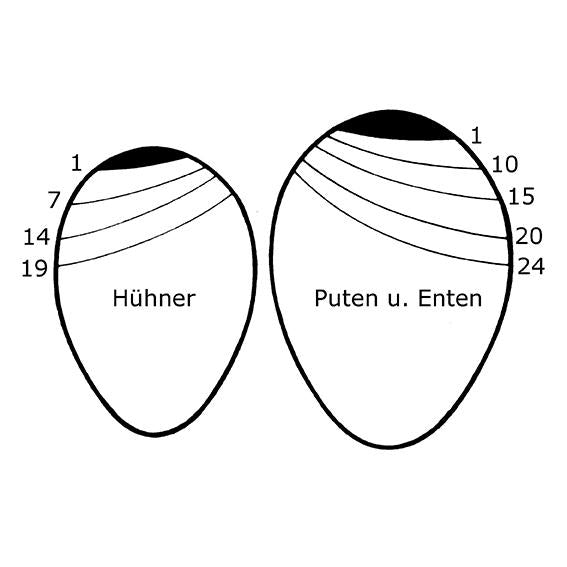 Luftkammermesser aus Kunststoff für S-XL Eier, "Veranschaulichung Hühner, Puten und Enten Eier"