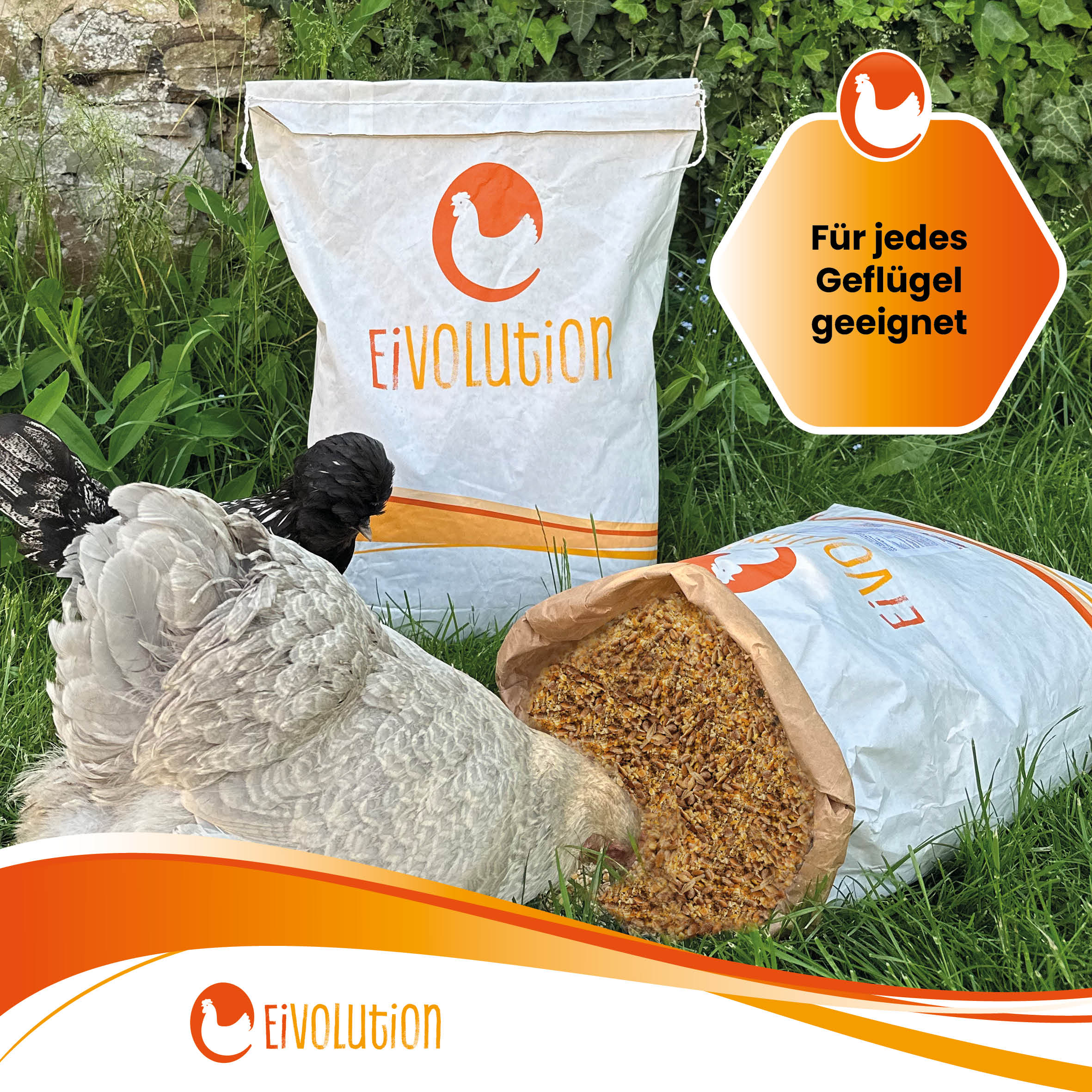 Bio-Körnermischung aus Getreideschrot mit Oregano-Öl "Für jedes Geflügel geeignet" 