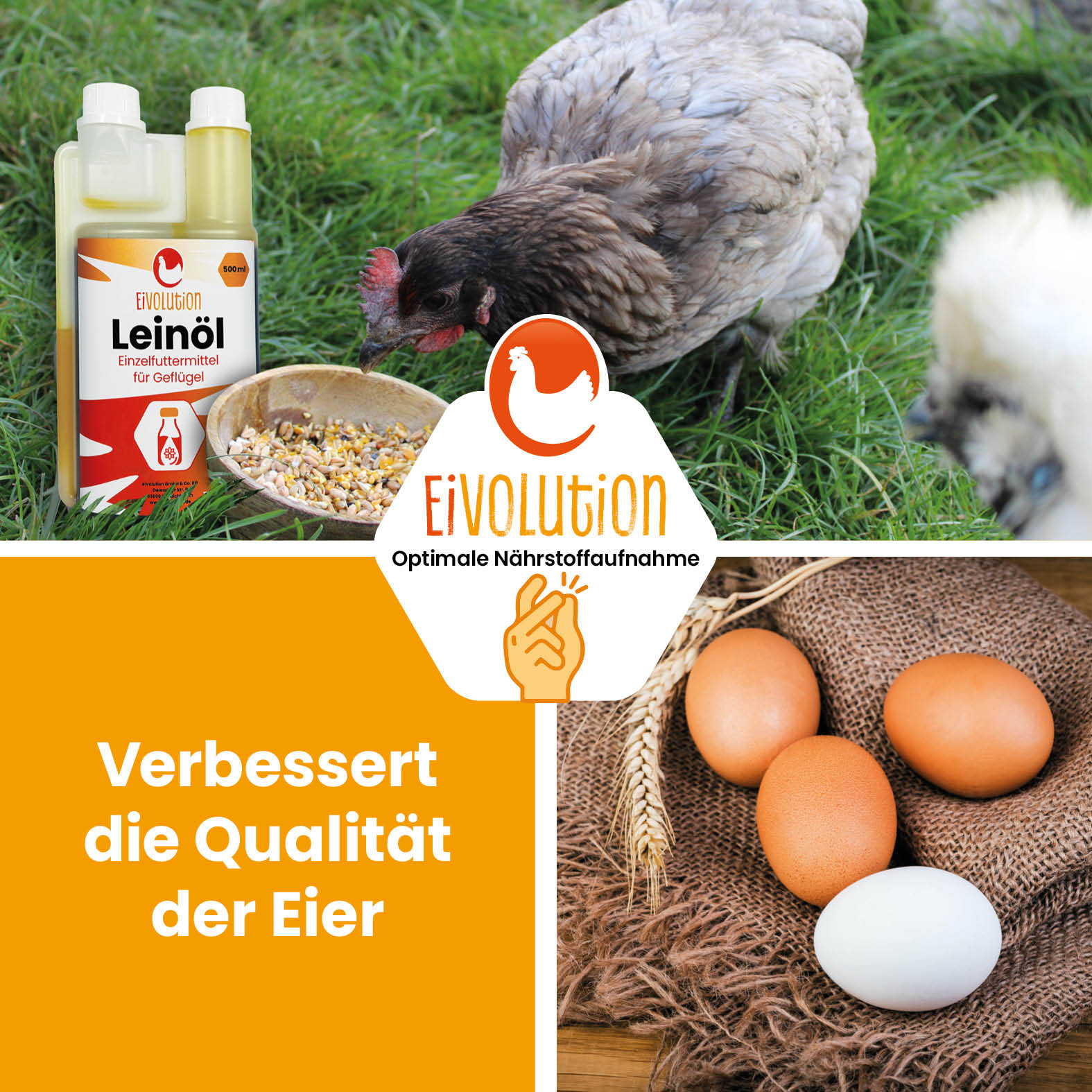 Leinöl für Geflügel "Verbessert die Qualität der Eier"
