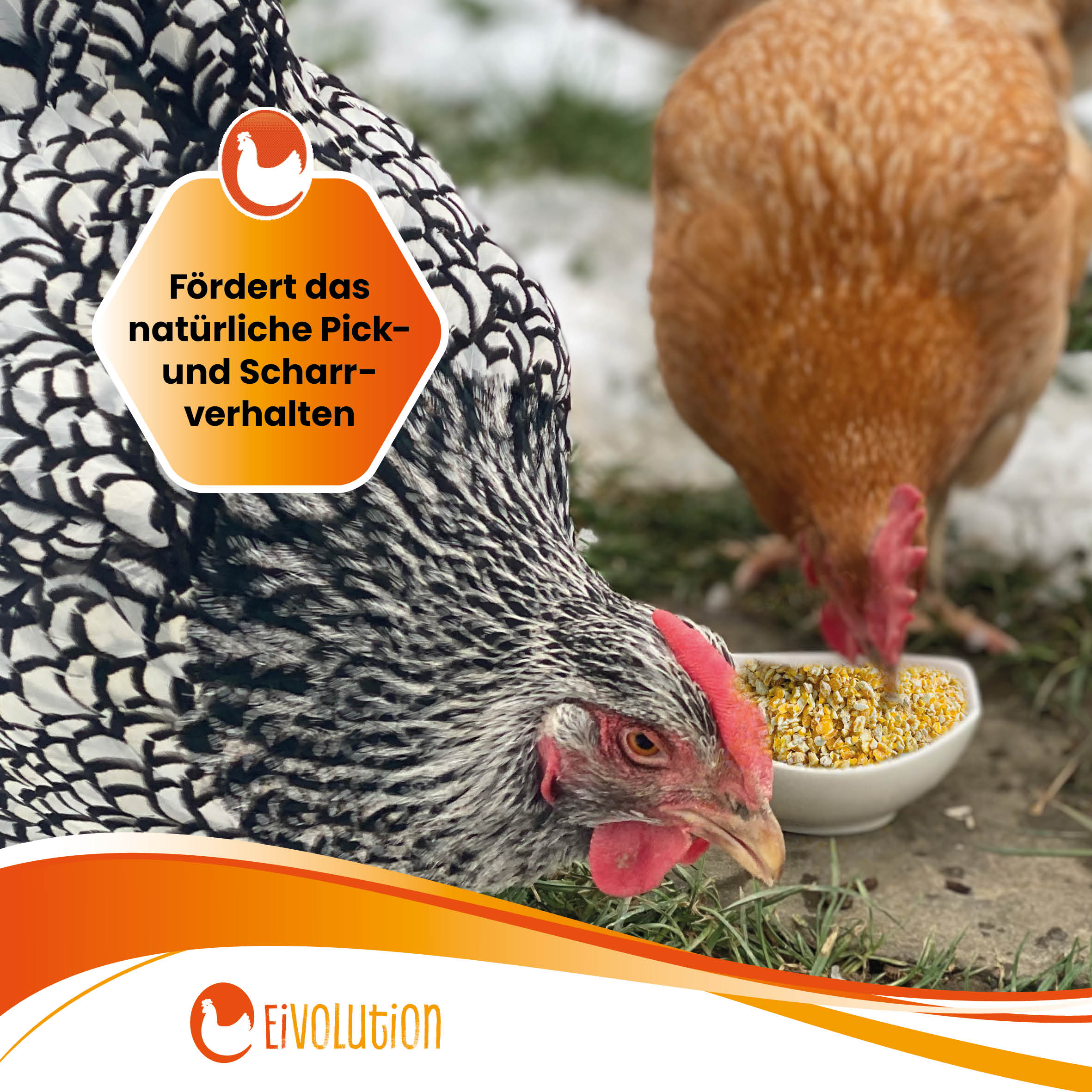 Bio-Maisbruch "Fördert das natürliche Pick- und Scharrverhalten"