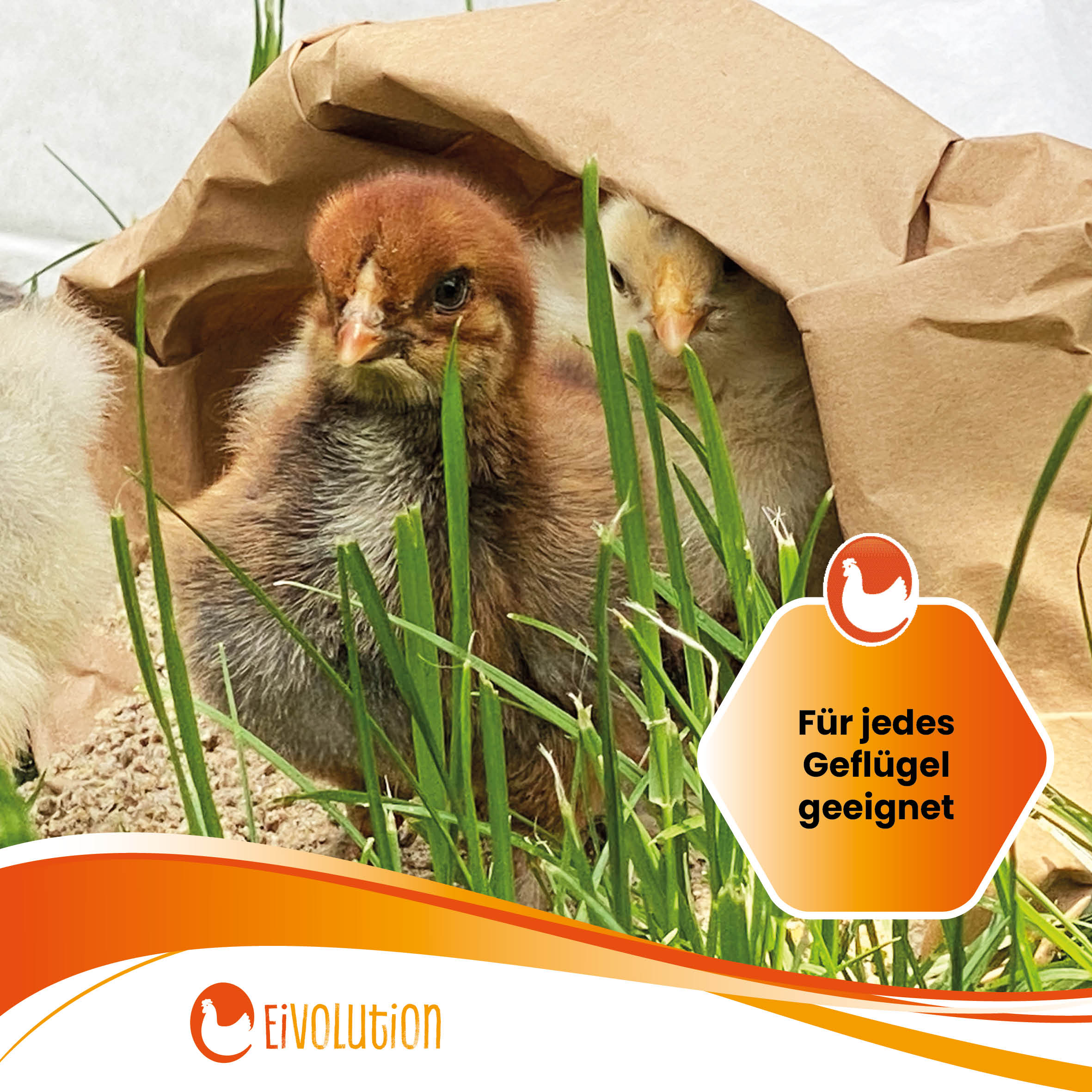 Bio-Aufzuchtfutter / Bio-Mastfutter mit Oregano-Öl "Für jedes Geflügel geeignet" 