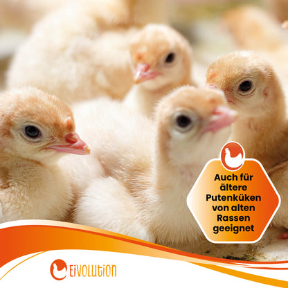 Bio Aufzucht- und Mastfutter mit Oregano-Öl "Auch für ältere Putenküken von alten Rassen geeignet"