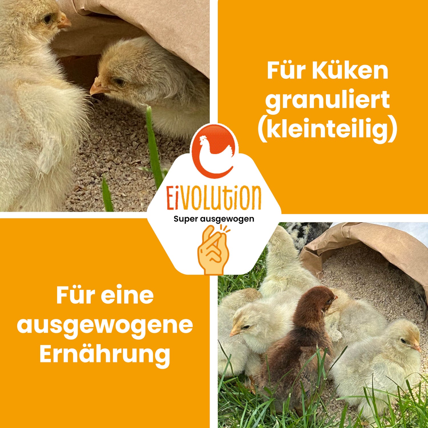 Bio Aufzucht- und Mastfutter mit Oregano-Öl "Für Küken granuliert (kleinteilig) Für eine ausgewogene Ernährung"