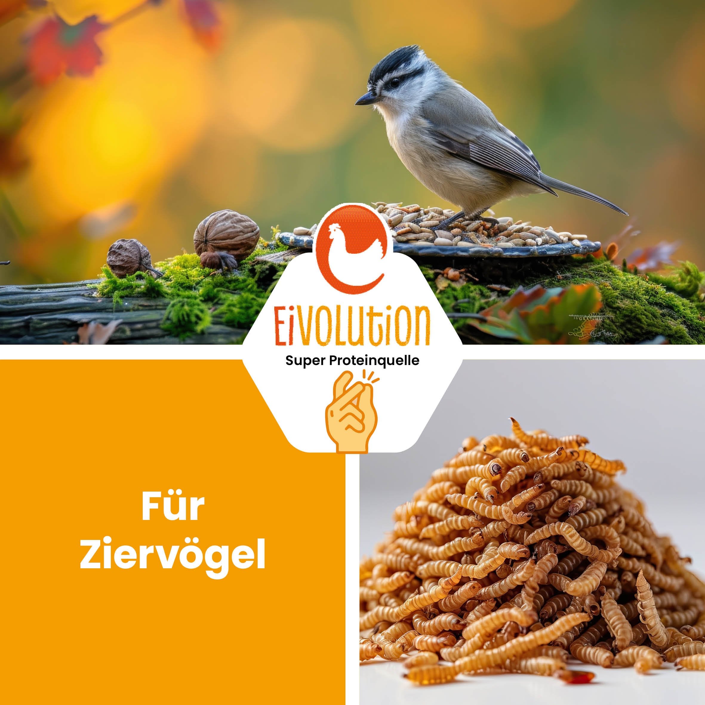 Getrocknete Mehlwürmer "Für Ziervögel"