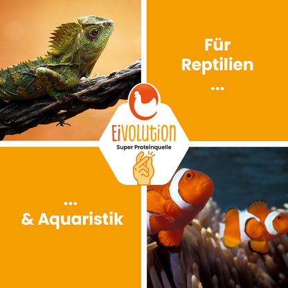 Getrocknete Mehlwürmer "Für Reptilien &amp; Aquaristik" 
