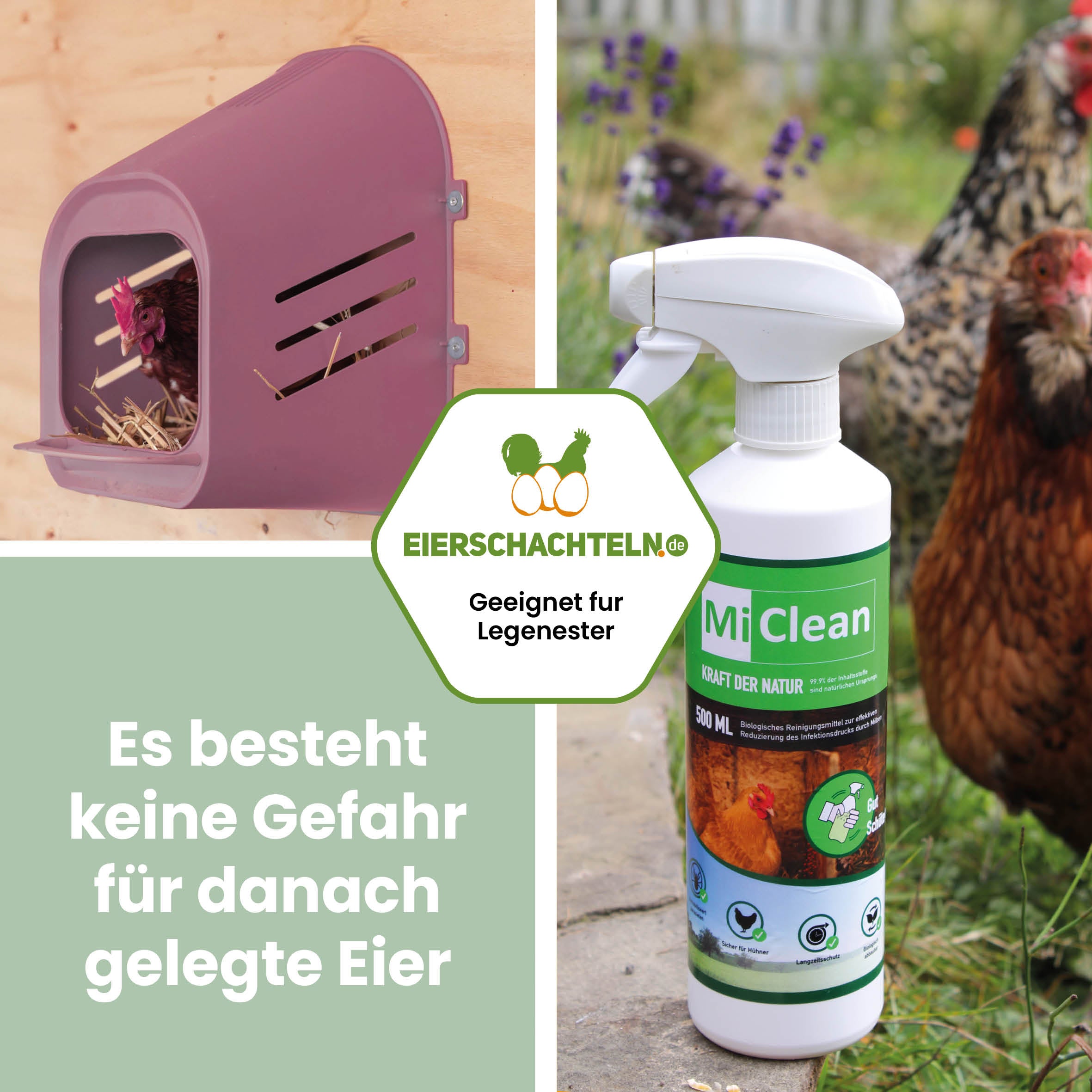 MiClean "Es besteht keine Gefahr für danach gelegte Eier"