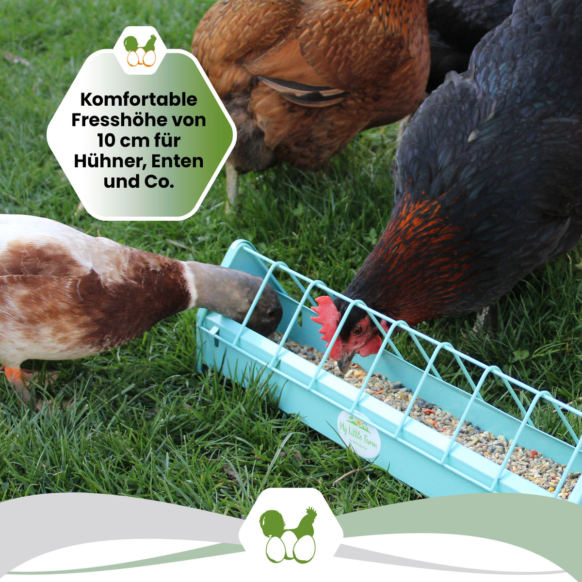 Geflügel Futtertrog in Petrol "Komfortable Fresshöhe von 10 cm für Hühner, Enten und Co."