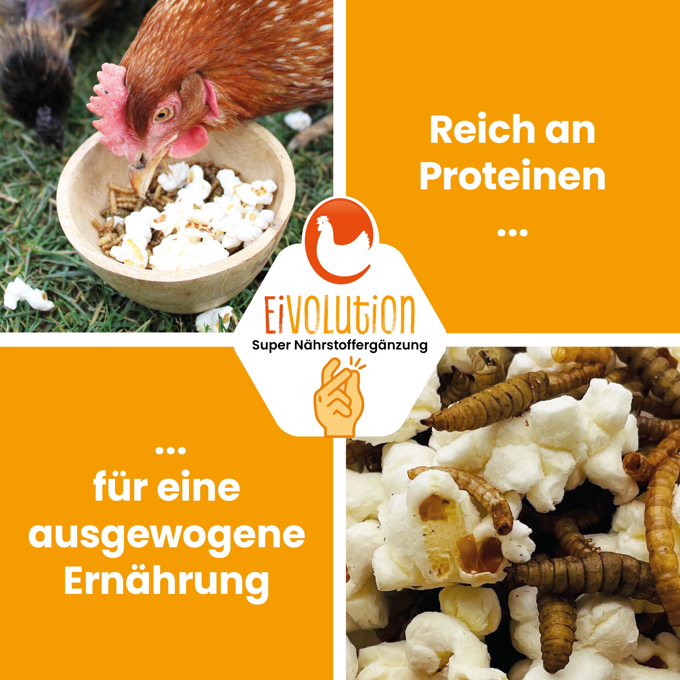 Popcorn mit Insekten "Reich an Proteinen für eine ausgewogene Ernährung" 