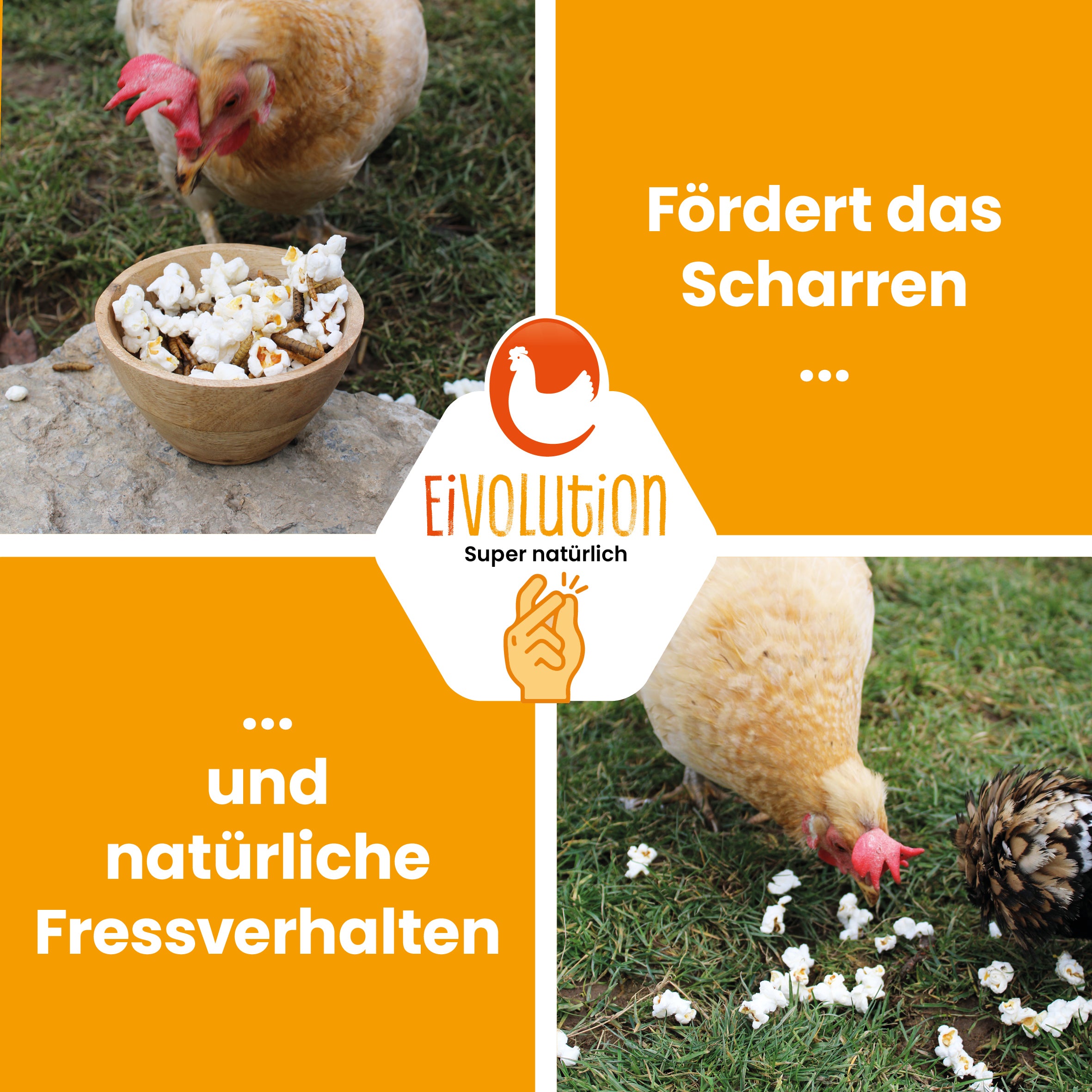 Popcorn mit Insekten "Fördert das Scharren und natürliche Fressverhalten"