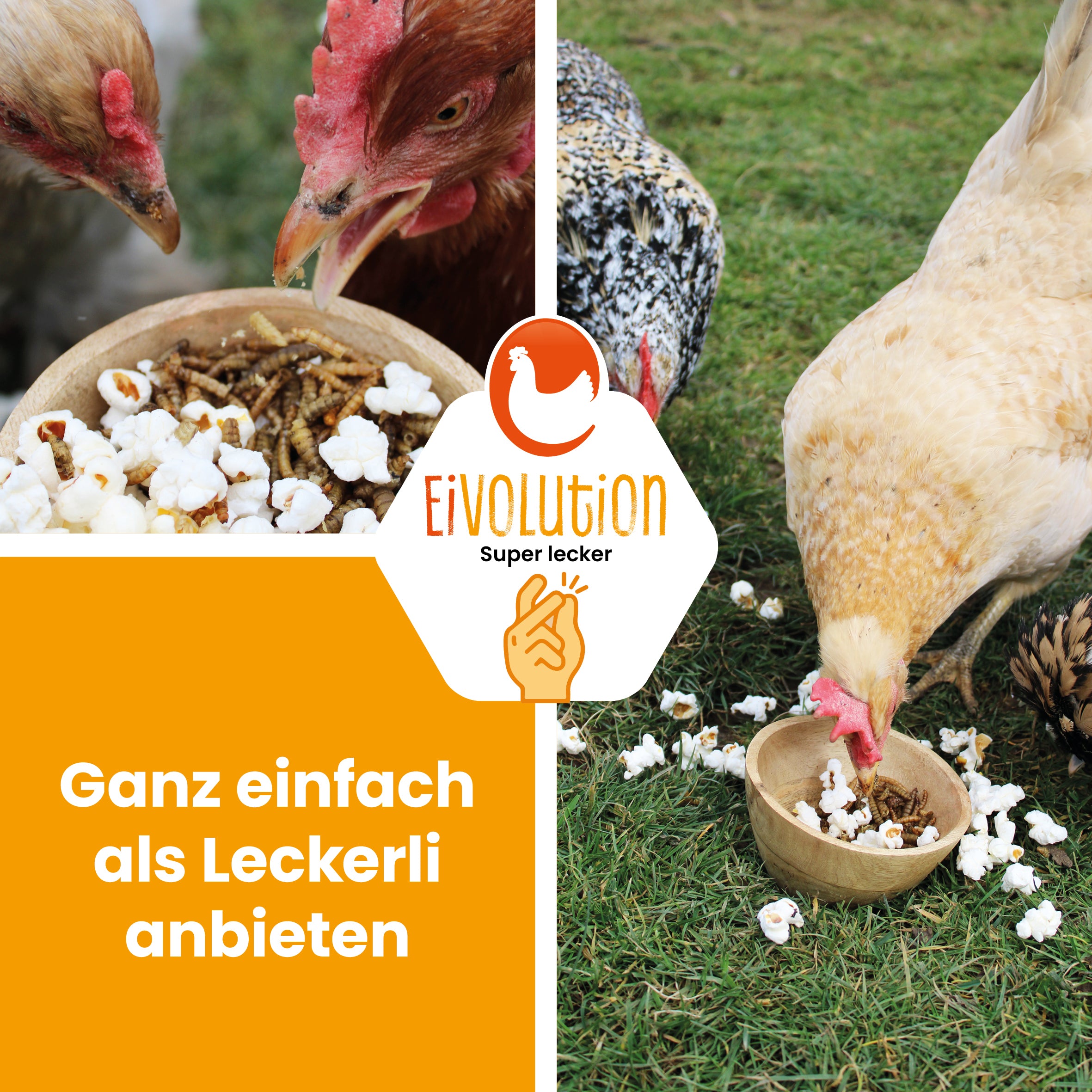 Popcorn mit Insekten "Ganz einfach als Leckerli anbieten"