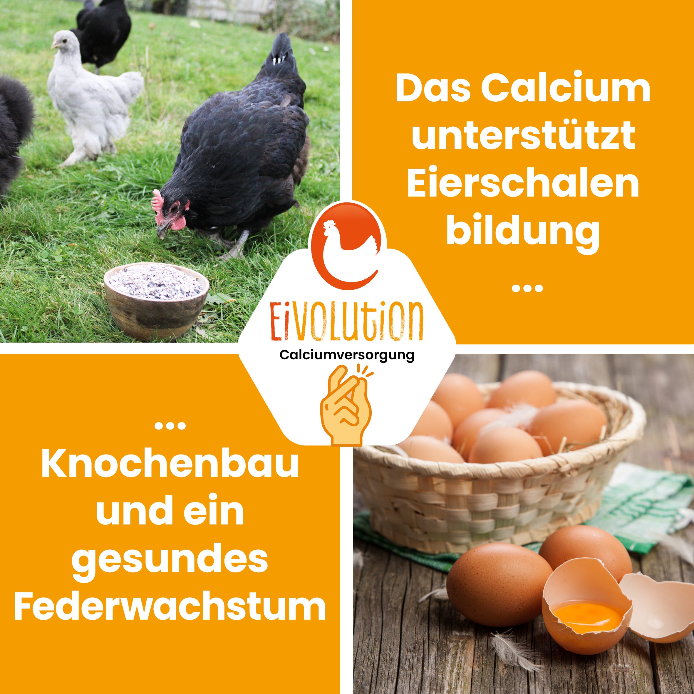 Premium Muschelgrit-Mix mit Anis "Das Calcium unterstützt Eierschalen Bildung Knochenbau und ein gesundes Federwachstum" 