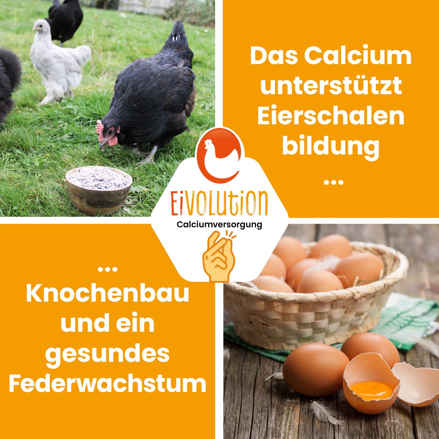 Premium Muschelgrit-Mix "Das Calcium unterstützt Eierschalen bildung Knochenbau und ein gesundes Federwachstum"