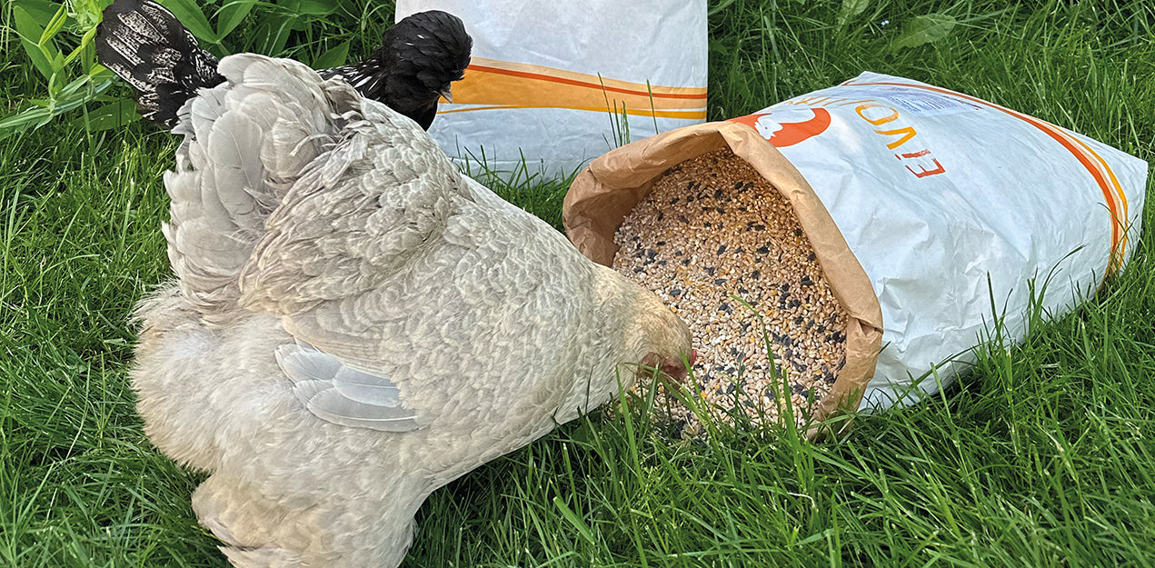 Kategoriebanner Bio-Körnermischung