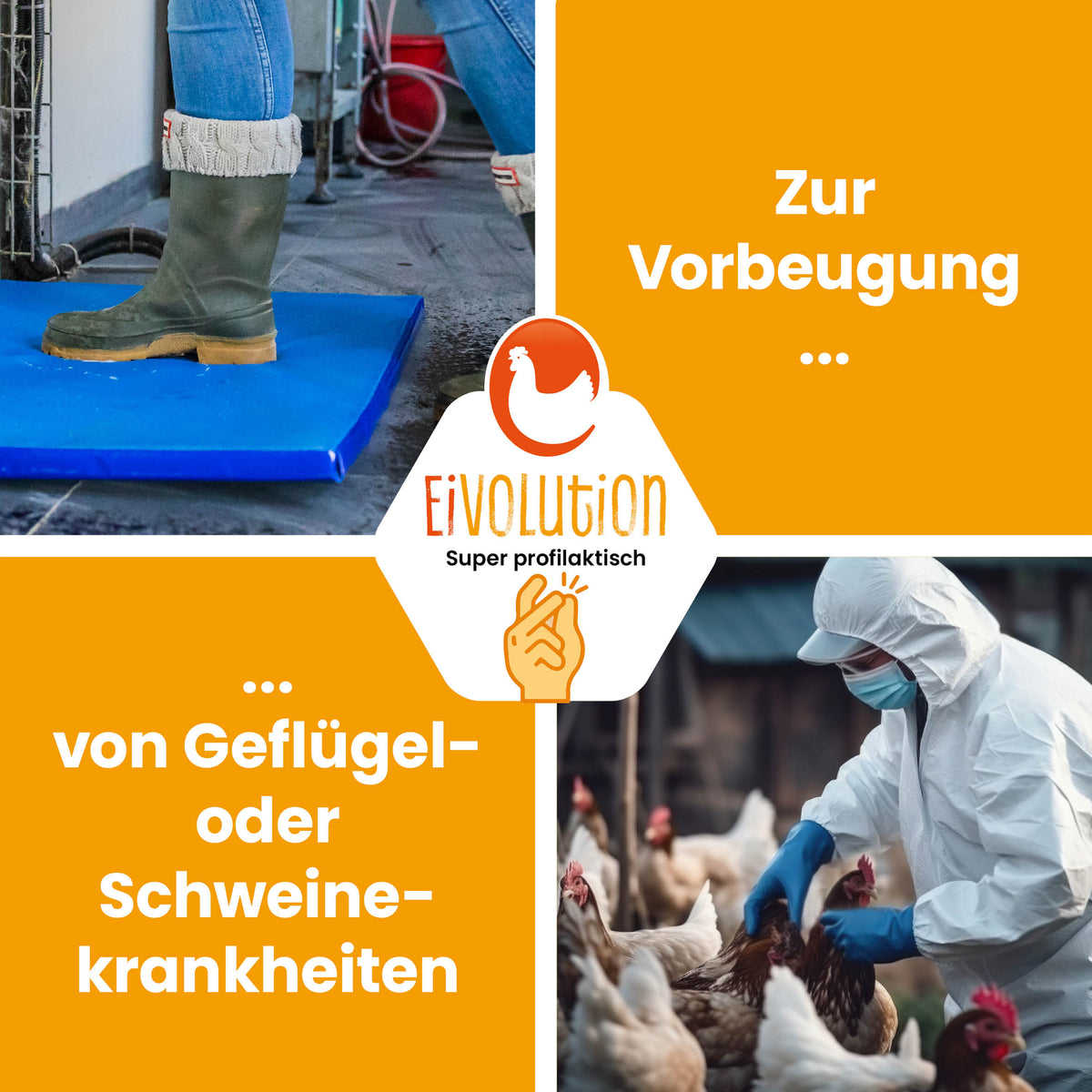 Desinfektionsmatte für Geflügelställe "Zur Vorbeugung von Geflügel- oder Schweinekrankheiten" 