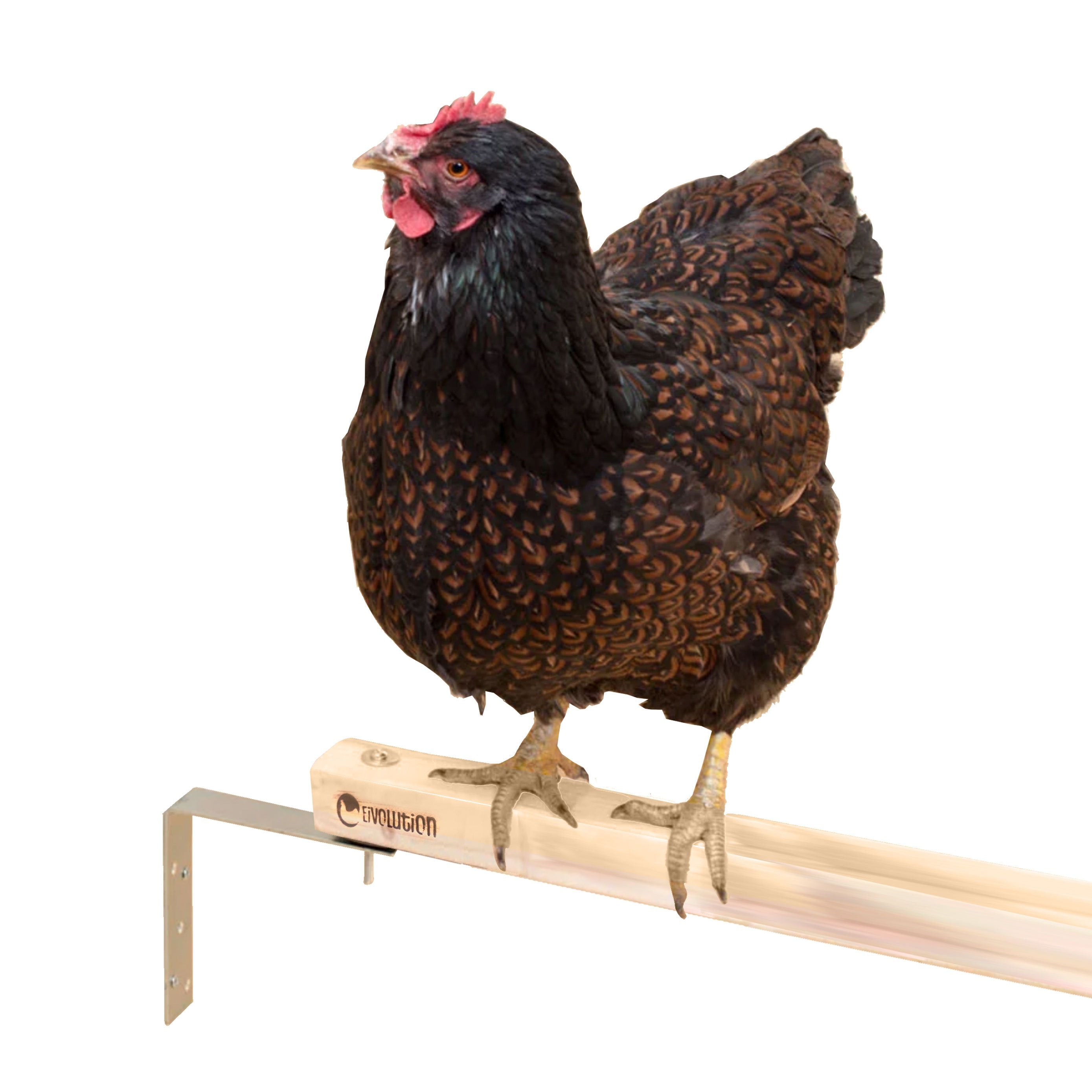 Eivolution Echtholz Sitzstange für Geflügel - 1,20 Meter, mit Befestigung und einem Huhn. 