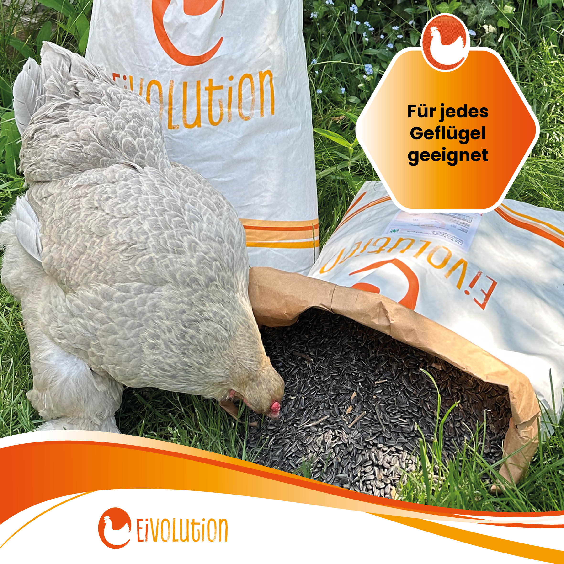 Bio-Sonnenblumenkerne "Für jedes Geflügel geeignet"