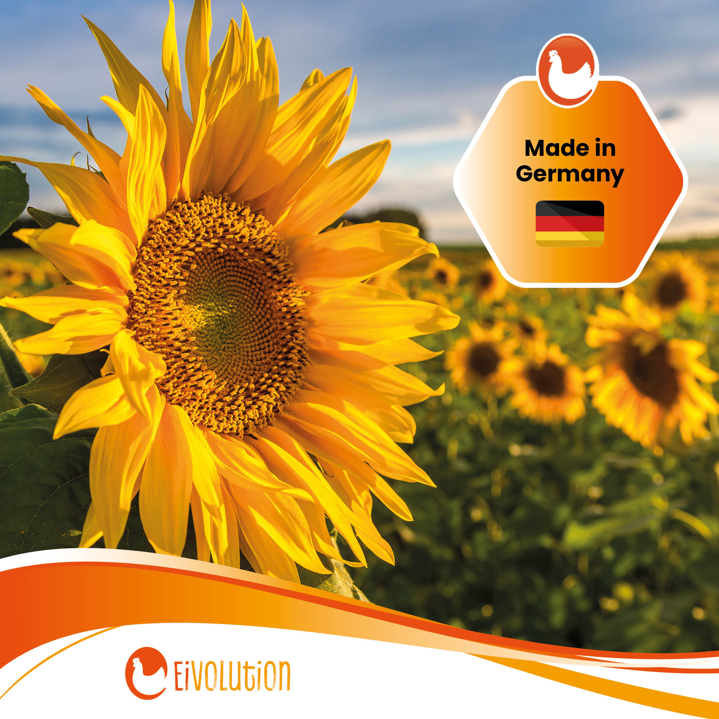 Bio-Sonnenblumenkerne "Made in Germany"