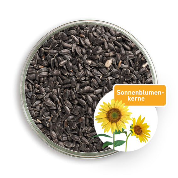 Bio-Sonnenblumenkerne, in der Petrischale