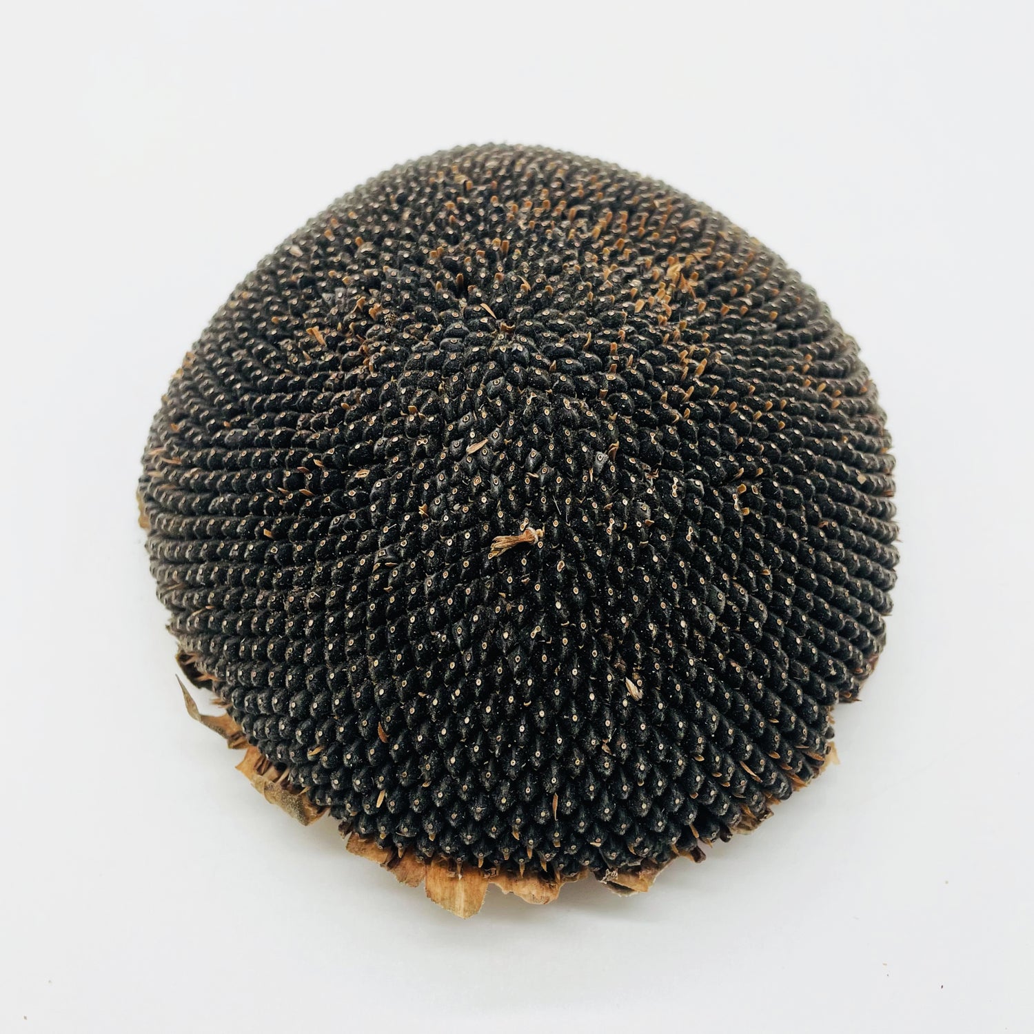 Sonnenblumenkopf Nahaufnahme 