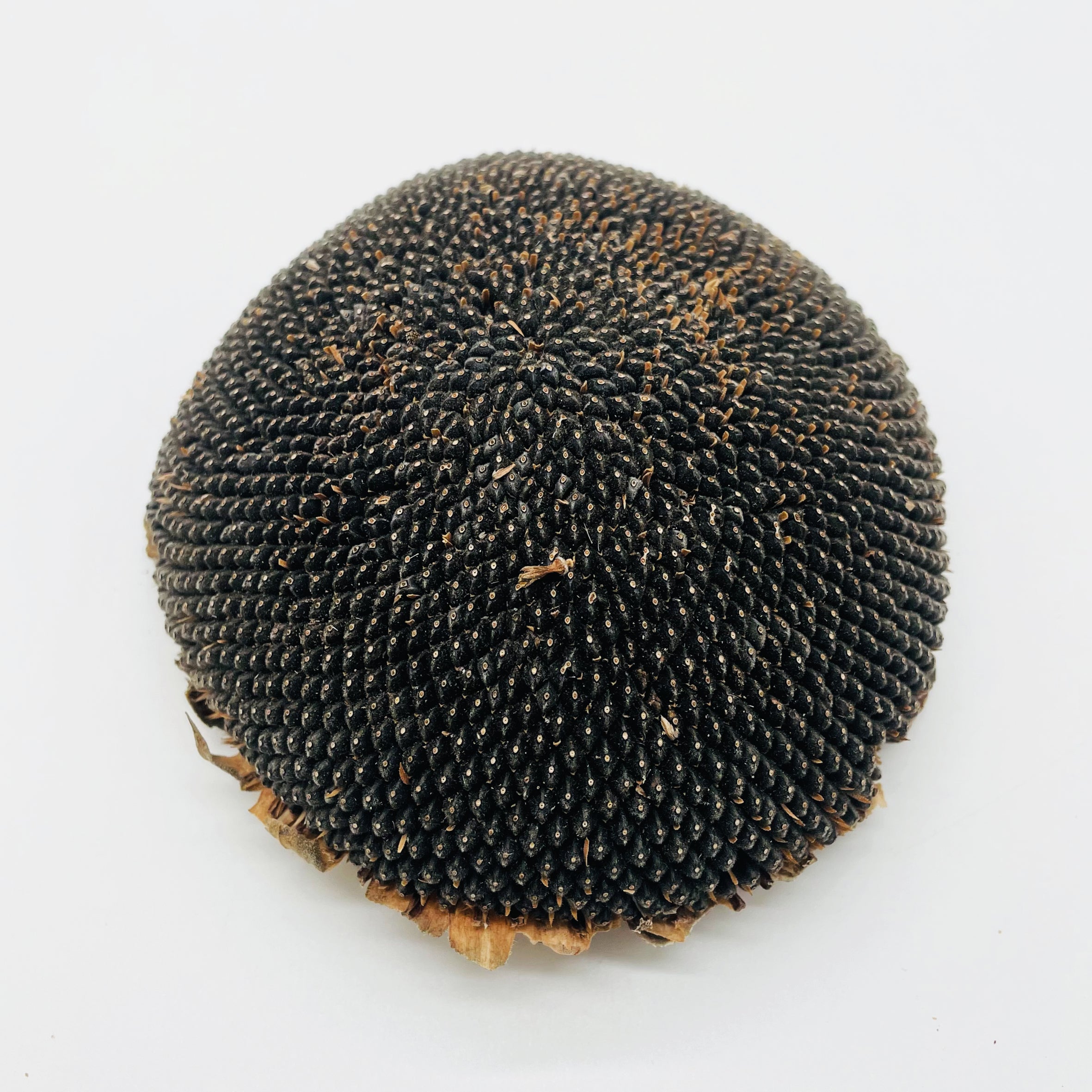 Sonnenblumenkopf Nahaufnahme 