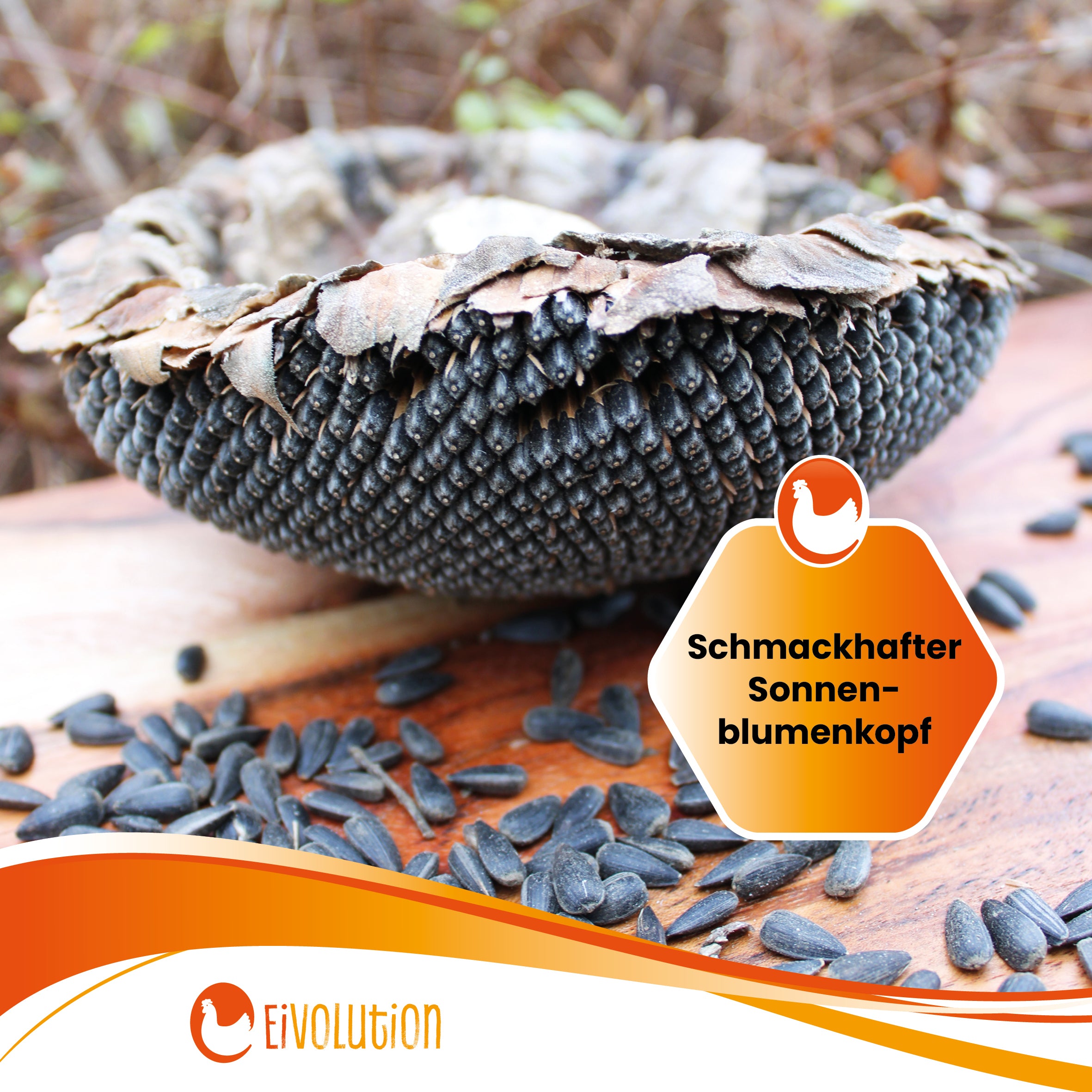 Sonnenblumenkopf "Schmackhafter Sonnenblumenkopf" 
