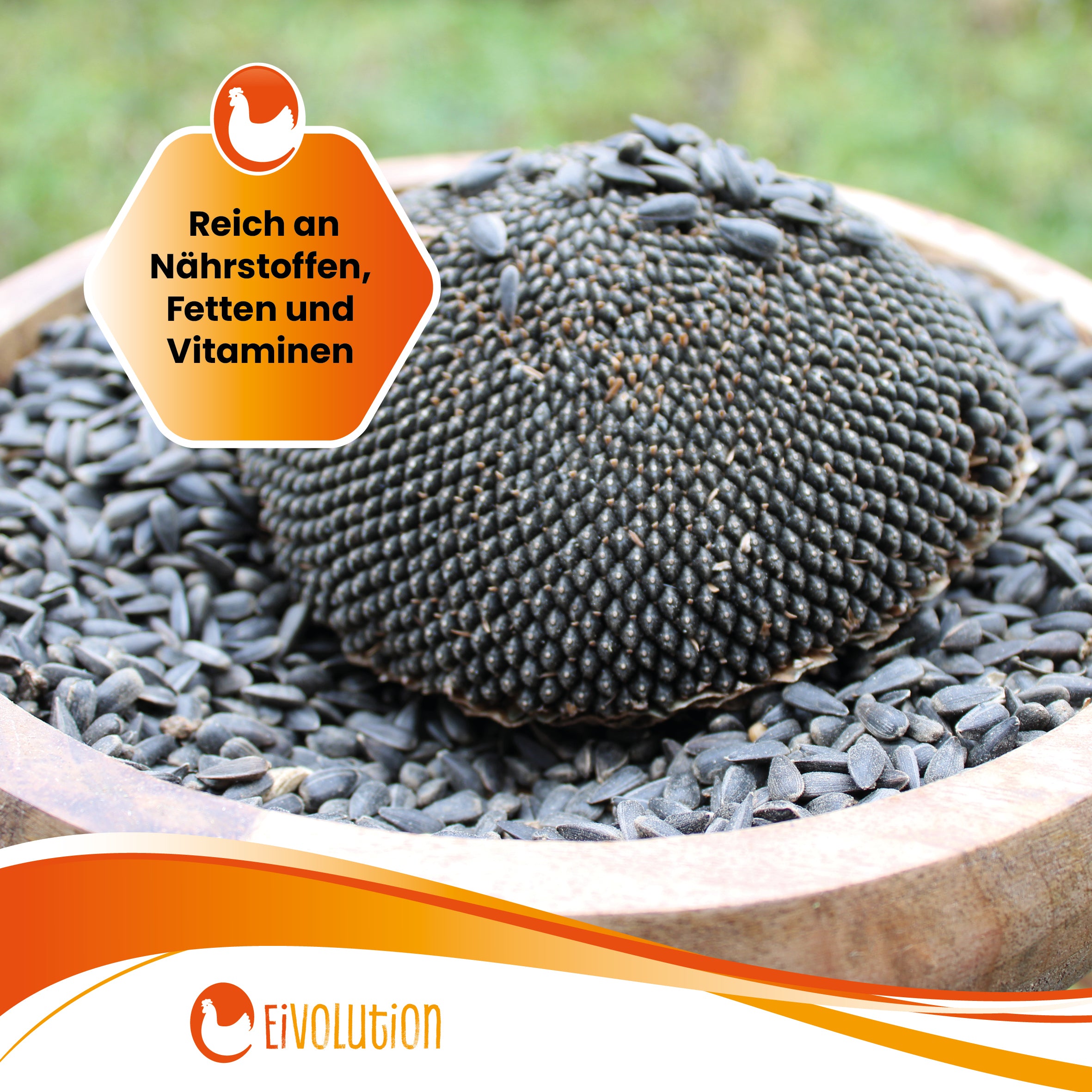 Sonnenblumenkopf "Reich an Nährstoffen, Fetten und Vitaminen" 