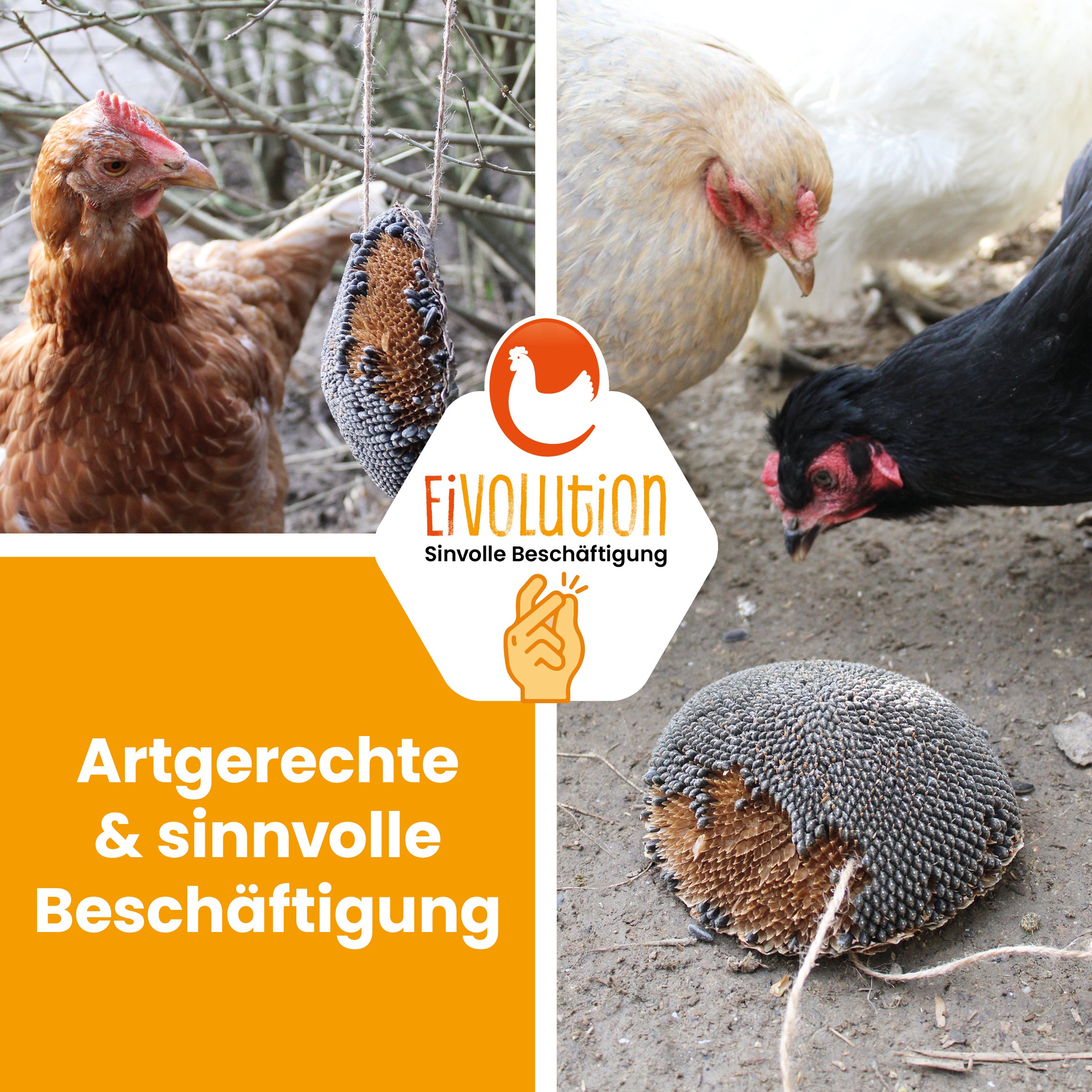 Sonnenblumenkopf "Artgerechte &amp; sinnvolle Beschäftigung" 