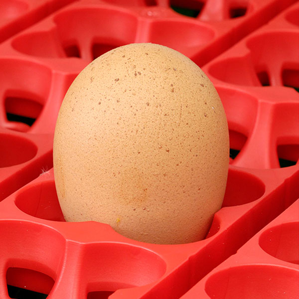 Größe Eier in Wendehorde